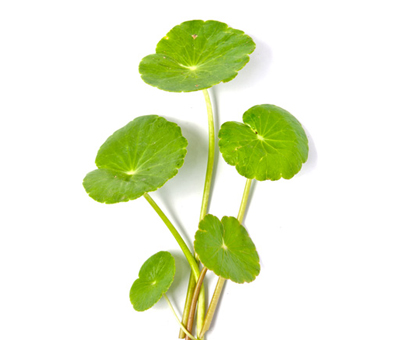 GOTU KOLA POWDER (Centella Asiatica)