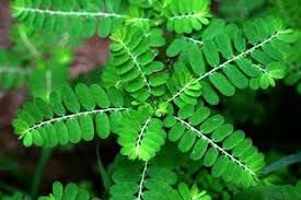 BHUI AMLA FG (Phyllanthus Niruri) – Racines