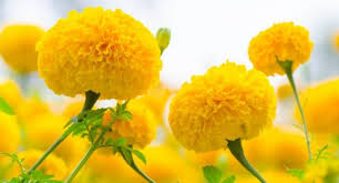GENDA PHOOL (Calendula Officinalis) – Racines