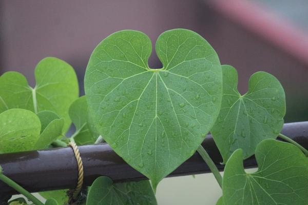 GILOY POWDER FG (Tinospora Cordifolia) – Racines