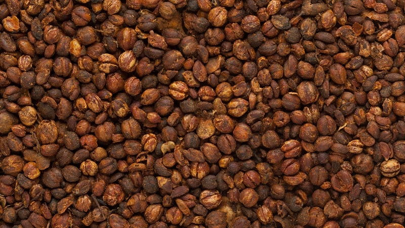 JYOTISHMATI POWDER CG (Celastrus Paniculatus)
