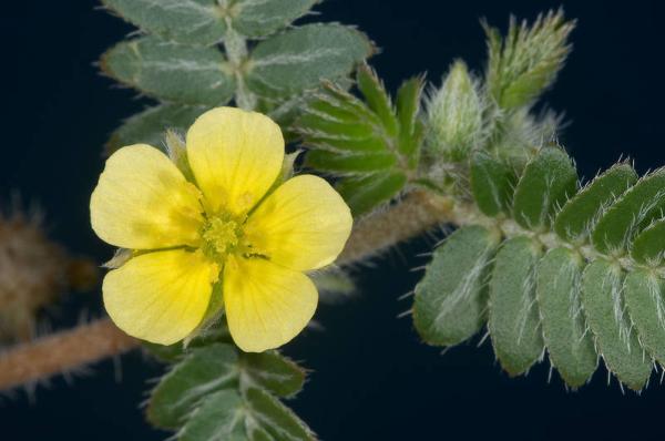 GOSHURA POUDRE (Tribulus Terrestris) – Plante Entière