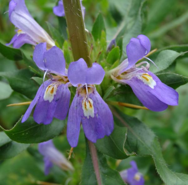 MARSH BABEL FG (Hygrophila Auriculata)