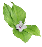 KACHOOR SUGHANDI POUDRE (Kaempferia Galanga) – Racines