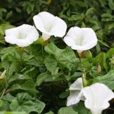 SHANKHPUSHPI (Evolvulus Alsinoides) – Plante Entière