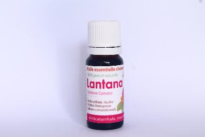 LANTANA SAUVAGE (Lantana Camara)