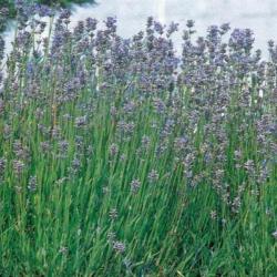  LAVANDE OFFICINALE HYDROLAT