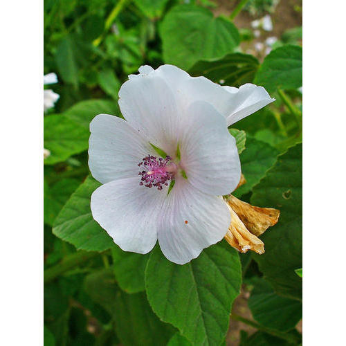 Guimauve (Althaea Officinalis) - poudre