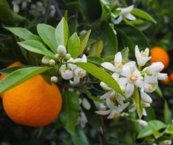   FLEURS D'ORANGER HYDROLAT