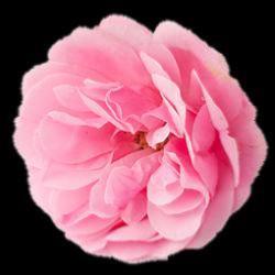 ROSE DE  DAMAS HYDROLAT