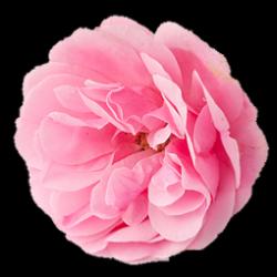 ROSE DE  DAMAS HYDROLAT REUNION