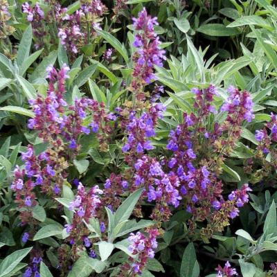 SAUGE OFFICINALE Bio