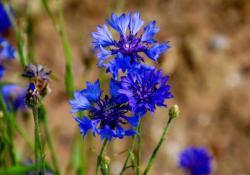  BLEUET HYDROLAT BIO 