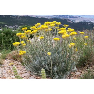 Hélichryse italienne Bio