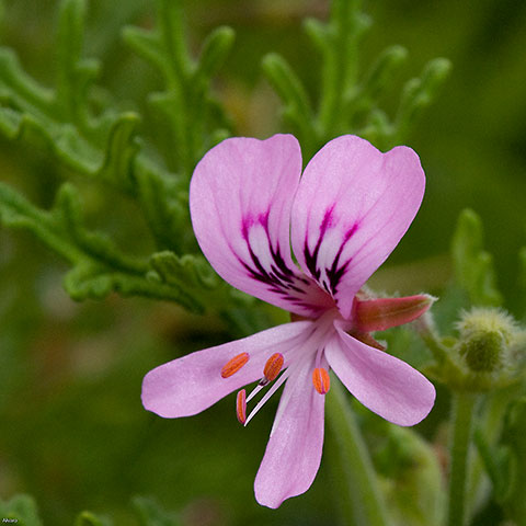 GERANIUM ROSAT BOURBON HYDROLAT 1L