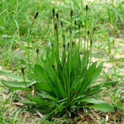 PLANTAIN (Plantago Major) – Feuilles