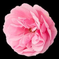 ROSE DE  DAMAS HYDROLAT REUNION