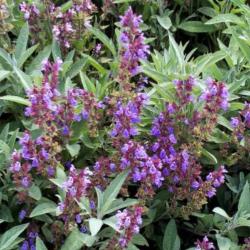 SAUGE OFFICINALE Bio