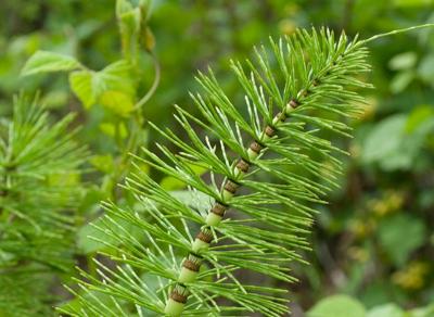 PRELE (Equisetum Arvense) – Plante