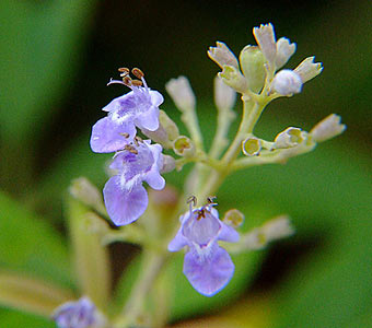 VITEX NEGUNDO - POUDRE 100G