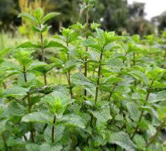  MENTHE POIVREE BIO HYDROLAT 100ML